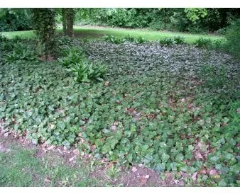 Storbladet eføy for bunndekke